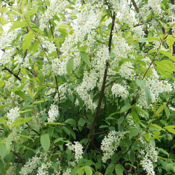 Häggen blommar